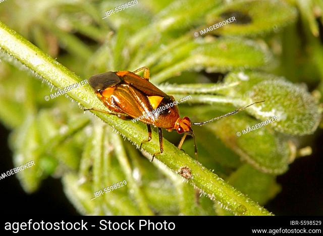 Mirid bugs (Deraeocoris ruber) (Miridae), Other animals, Insects, Animals, bow, Bugs, Red mirid bug adult, on stem in garden, Norfolk, England, United Kingdom