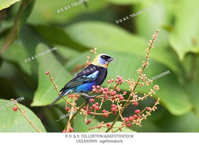 Golden-hooded Tanager, Tangara larvata, on a bush with red berries