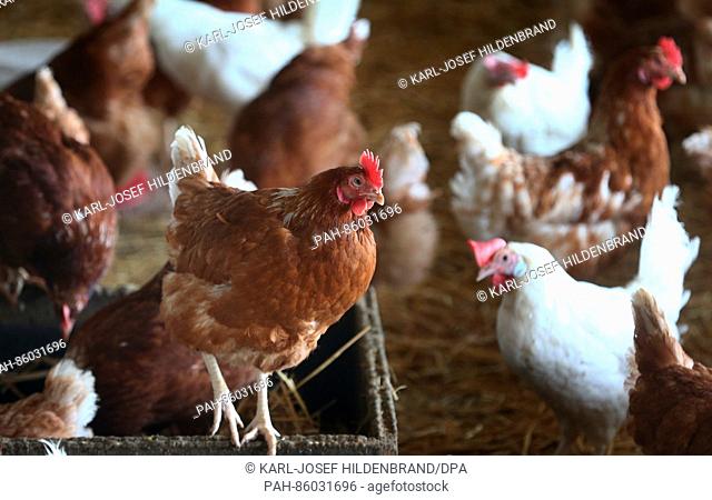 Laying hens are confined indoors on a farm near Eigeltingen in southern Germany, 24 November 2016. Farm birds are no longer allowed to roam freely due to an...