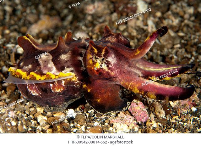 Pfeffer's Flamboyant Cuttlefish (Metasepia pfefferi) adult, resting on black sand, Lembeh Straits, Sulawesi, Sunda Islands, Indonesia, January