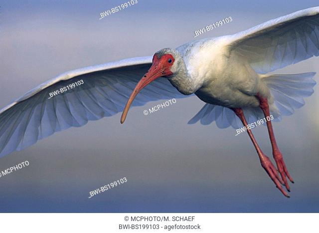 white ibis (Eudocimus albus), landing, USA, Florida