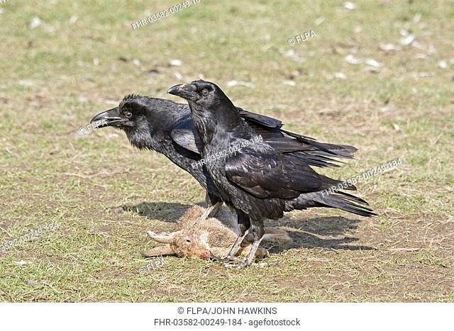 Common Raven Corvus corax adult pair, male calling, at carcase of dead rabbit, England, january