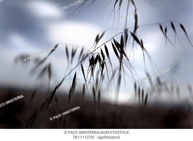 oats, Mediterranean landscape