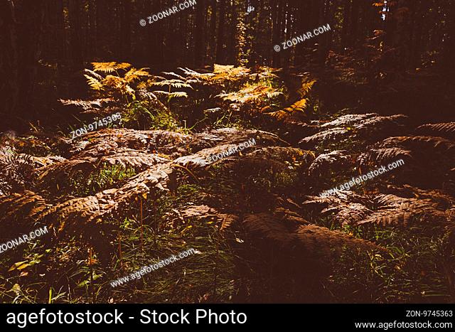 Close Up of Dry Yellow Autumn Fern Leaves on Foreground, Fall Colors and Autumn Forest Concept, Botanical Background, Natural Design Element For Halloween...