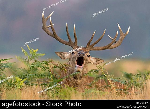 Red deer (Cervus elaphus), stag, roaring, lying among ferns, during rutting season, Bushy Park, Richmond on the Thames, London, England, United Kingdom, Europe
