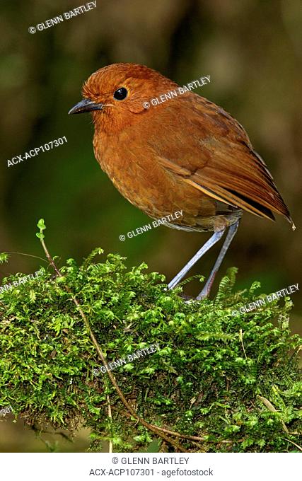 Rufous Antpitta (Grallaria rufula) perched on a branch in the mountains of Colombia, South America