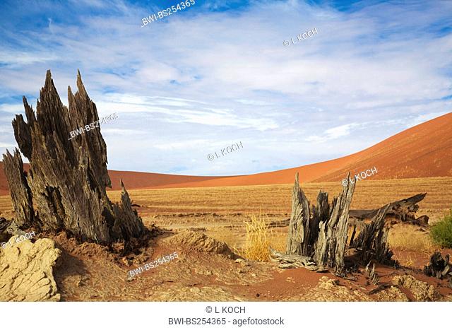 remains of a tree in the desert, Namibia, Namib Naukluft National Park, Dead Vlei