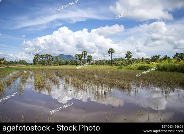 the Landscape and Fields near the Village of Kui Buri at the Hat Sam Roi Yot in the Province of Prachuap Khiri Khan in Thailand, Thailand, Hua Hin, November