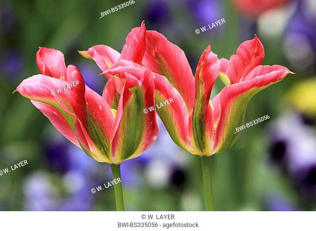 common garden tulip (Tulipa gesneriana), green and red tulip flowers