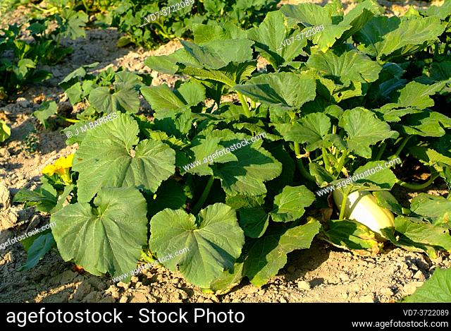 Pumpkin (Cucurbita maxima) is an annual prostrate plant native to South Africa but widely cultivated for its edible fruits