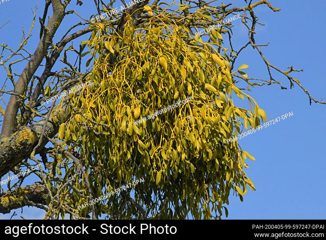 04 April 2020, Brandenburg, Lietzen: A white-berried mistletoe (lat. Viscum album) on a fruit tree. The mistletoe grows as a semi-parasite on trees and has...