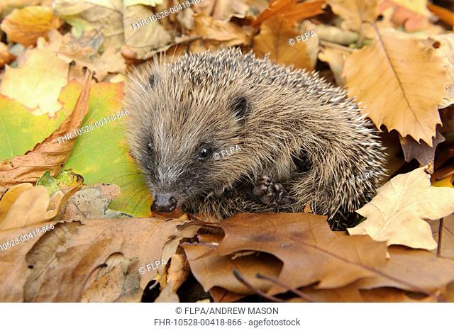 European Hedgehog (Erinaceus europaeus) immature, rescued animal amongst fallen leaves in garden, Staffordshire, England, October