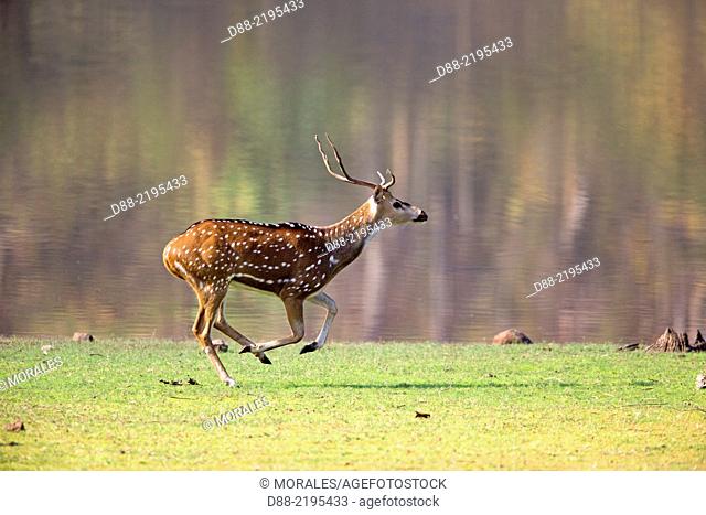 Asia, India, Madhya Pradesh, Satpura tiger reserve, Chital or Cheetal or Chital deer, Spotted deer or Axis deer (Axis axis), male