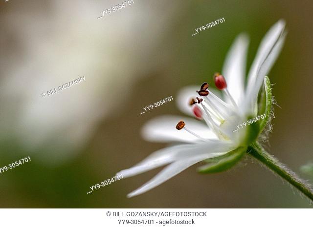 Star Chickweed (Stellaria pubera) - Coontree Trail - Pisgah National Forest, Brevard, North Carolina, USA
