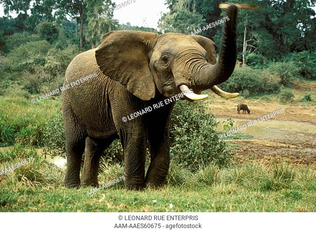Elephant, Africa