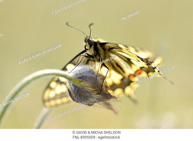 Close-up of a Old World Swallowtail (Papilio machaon)