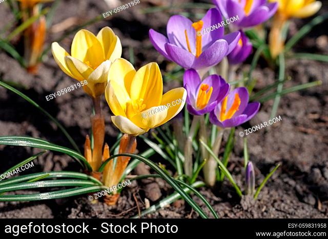 Krokus - Crocus flowers in early springtime