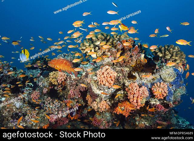 Lyretail Anthias over Coral Reef, Pseudanthias squamipinnis, South Male Atoll, Maldives