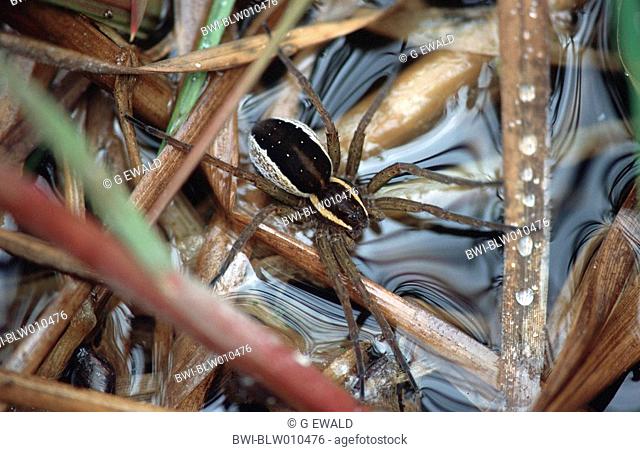 fimbriate fishing spider* Dolomedes fimbriatus