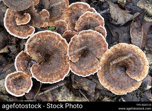Zoned Tooth Fungi (Hydnellum concrescens) - Pisgah National Forest, near Brevard, North Carolina, USA