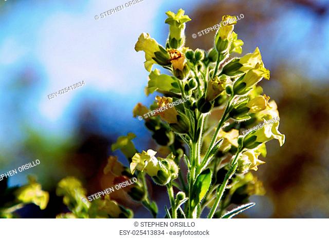 Looking up at little yellow flowers on the nicotiana rustica tobacco plant also known as Sacred Hopi, Turkish or Aztec tobacco