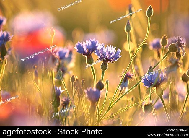 Cornflowers in the field at sunset