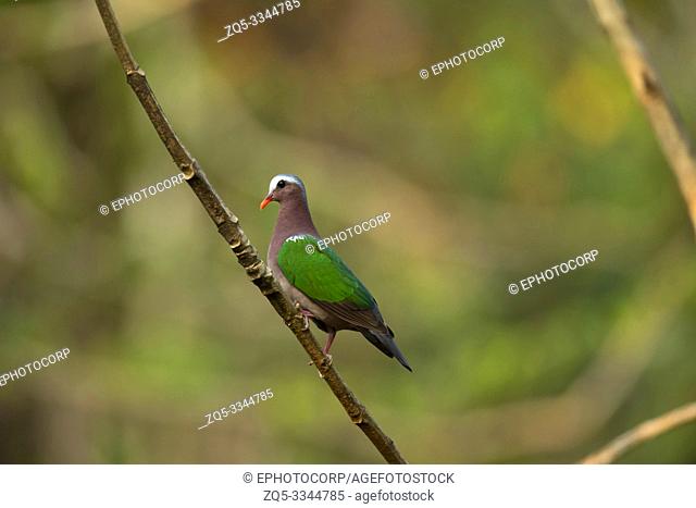Emerald dove, Chalcophaps indica, Western Ghats, India