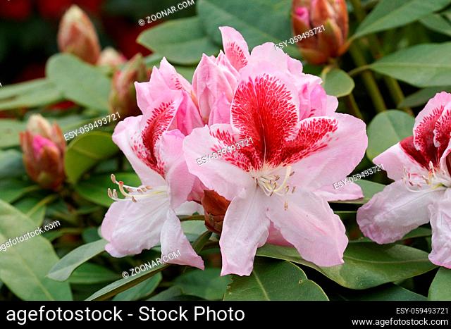 Rhododendron Hybride Belami, herald of spring, flower of the gardens