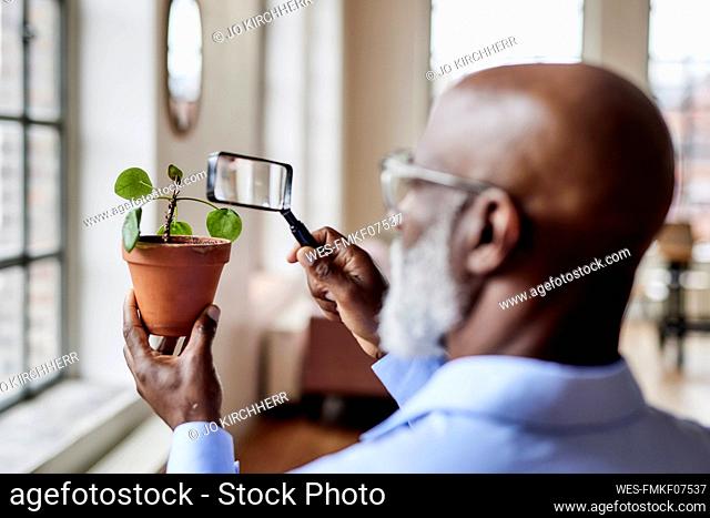 Scientist analyzing potted plant with magnifying glass at home