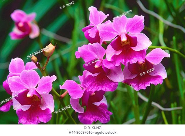 Vanda, Vanda hybr., Miss Joaquim, Orchid, Epidendroideae, Orchidaceae, blooming, blossoms, National flower Singapore, flower, plant, Botanic Garden, Singapore