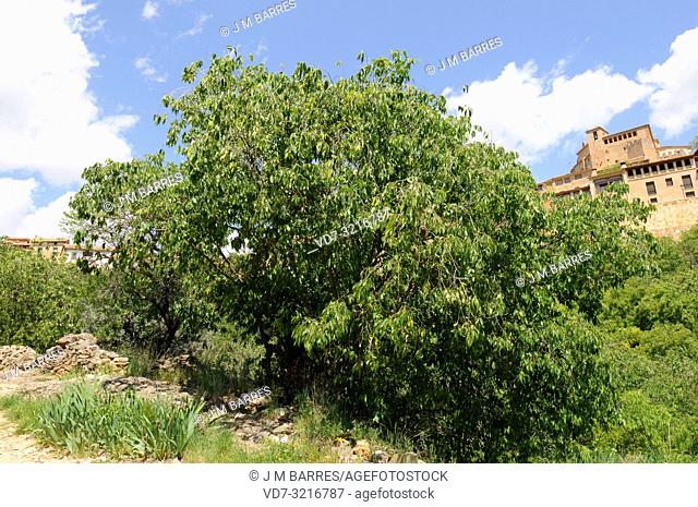 European nettle tree (Celtis australis) is a deciduous tree native to southern Europe, north Africa and western Asia. This photo was taken in Sierra de Guara...