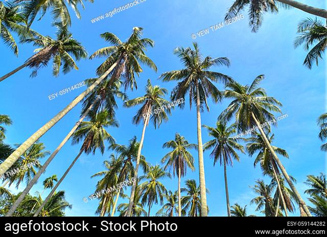 Low angle coconut trees. Blue sunny sky