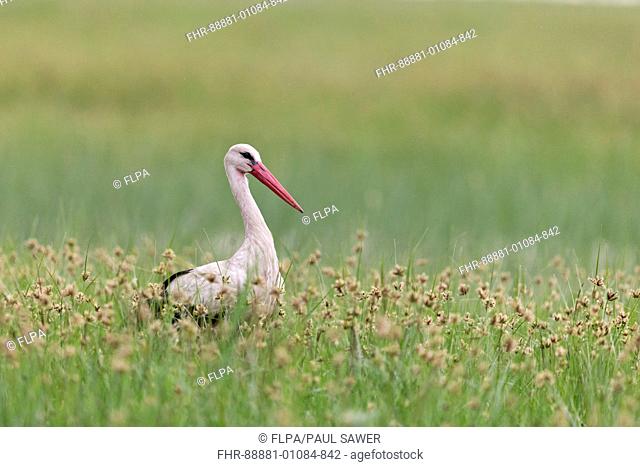 White Stork (Ciconia ciconia) adult, standing on marshland, Hortobagy N.P., Hungary, May