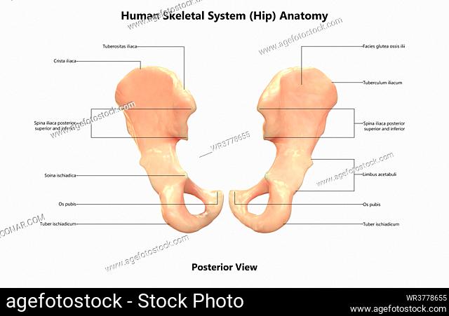 3D Illustration Concept of Human Skeleton System Hip Bone Joints Described with Labels Anatomy