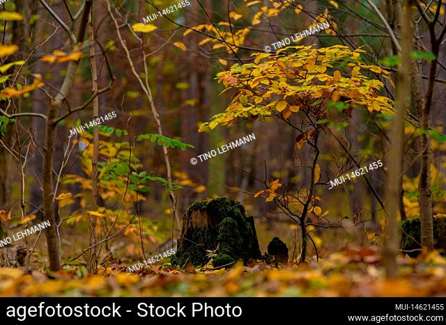Various young small deciduous trees in autumn in the forest, in the middle a tree stump covered with moss, very shallow depth of field