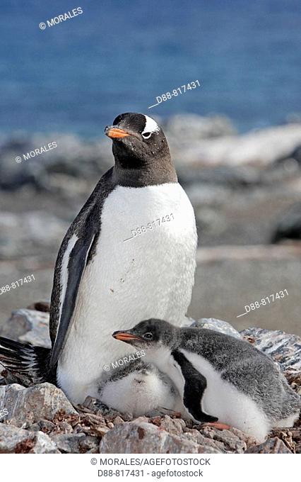 Gentoo Penguin (Pygoscelis papua papua), adult and chicks. Ronge Island, Antarctica