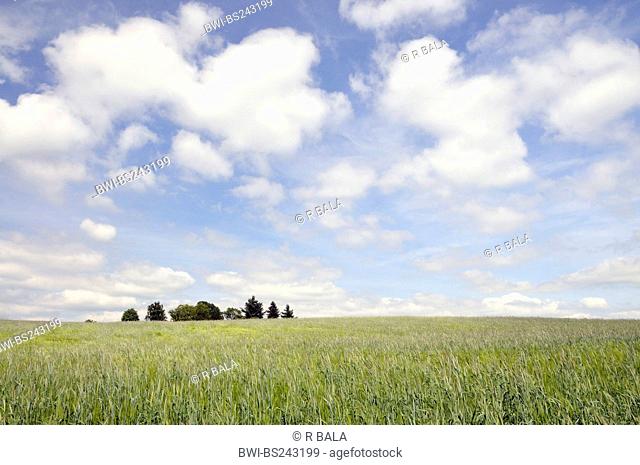 cultivated rye Secale cereale, rye field in spring with grove, Germany, Saxony