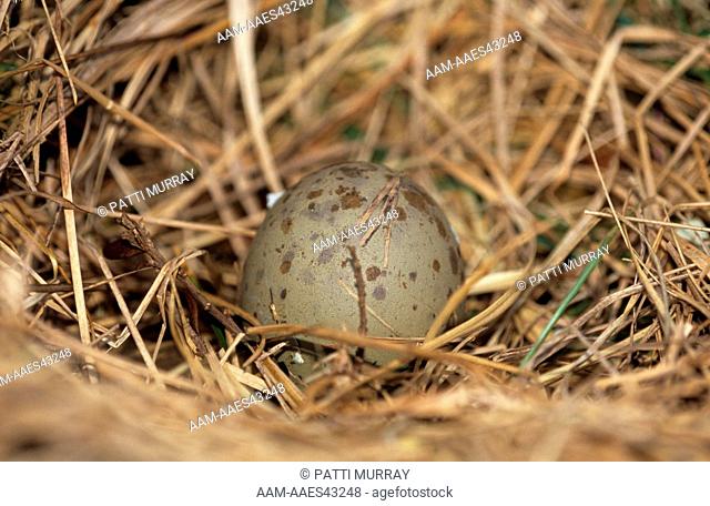 Chilean Skua Egg (Catharcta chilensis) Isla Martillo, Argentina