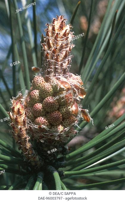 Botany - Trees - Pinaceae - Maritime Pine (Pinus pinaster), close-up of cones