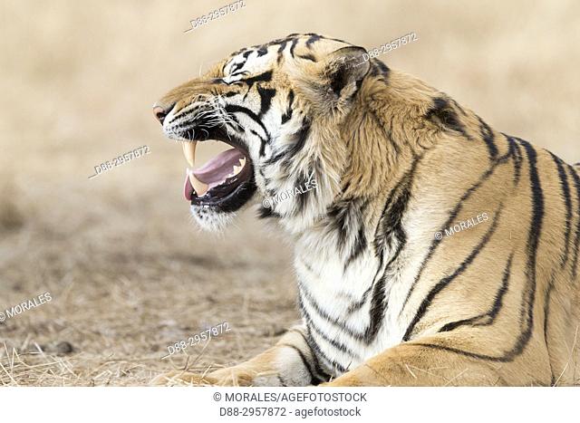 South Africa, Private reserve, Asian (Bengal) Tiger (Panthera tigris tigris), resting, Flehmen, turns the upper lip to catch the odors with the Jacobson's...