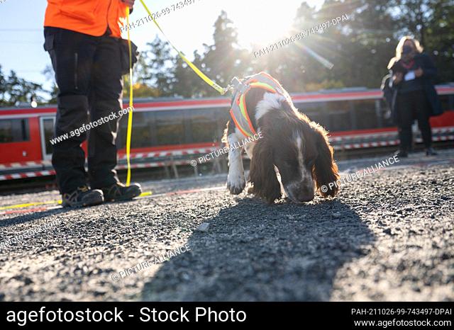 26 October 2021, Hessen, Frankfurt/Main: The species protection sniffer dog Monte, a Cocker Spaniel - Springer Spaniel, searches for a marker during a press...