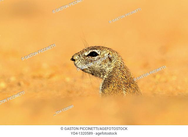 Ground Squirrel Xerus inauris, lending out of its burrow, Kgalagadi Transfrontier Park, Kalahari desert, South Africa