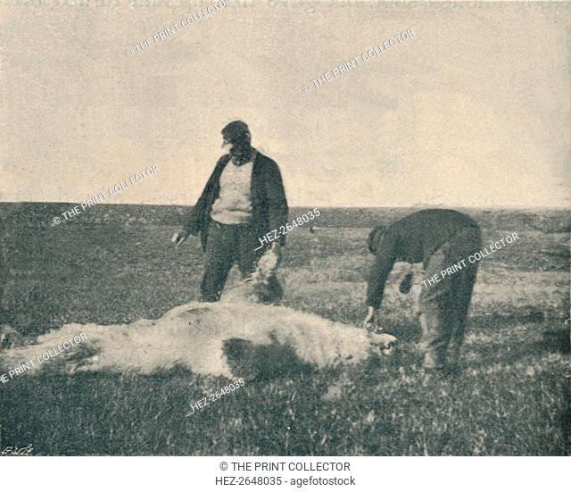 'A Dead Bear on Reindeer Island (August 21st, 1893) ', 1893 (1897). Artist: Unknown
