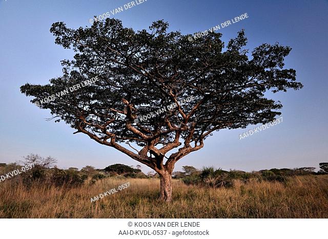 Mahogany tree in Tembe Elephant Park, Maputaland, KwaZulu Natal, South Africa