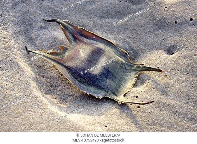 Thornback Ray - ray eggcase on the beach (Raja clavata)
