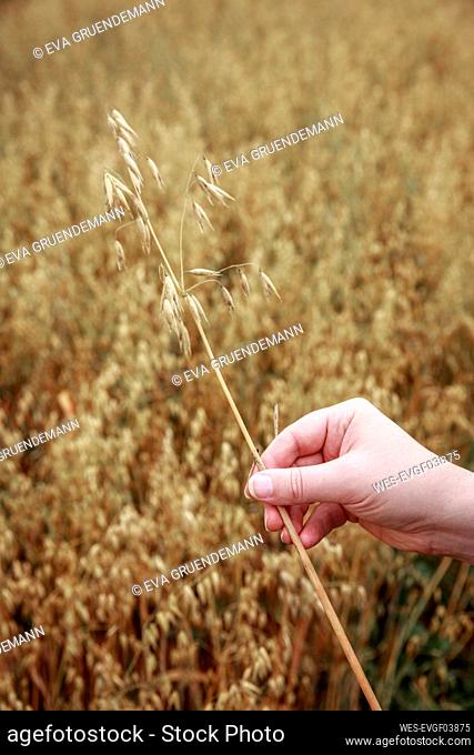 Hand of man examining growing oat