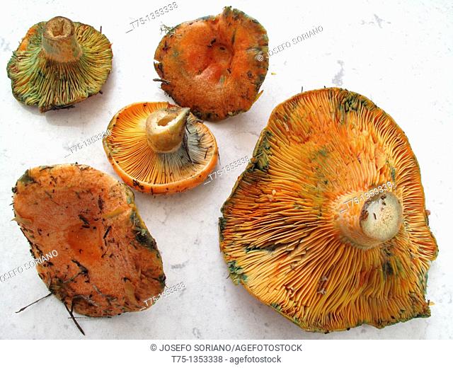 Mushrooms, Rebollones