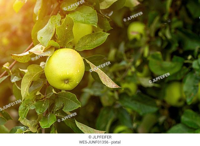 Germany, apple in tree