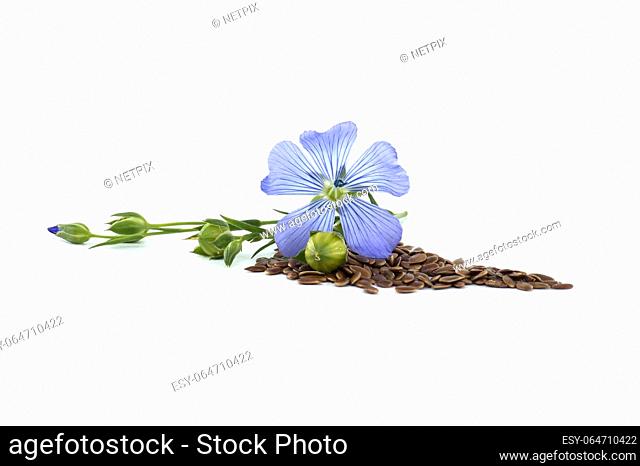 Blue flax blossom and seeds in close up isolated on white background