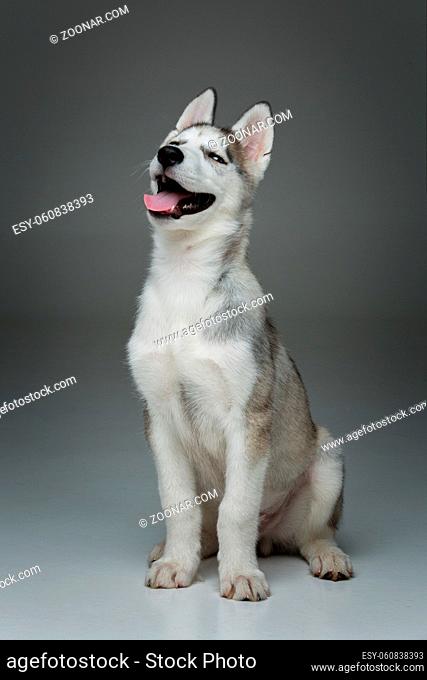 Beautiful siberian husky puppy dog on grey background. Copy space